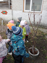 Наблюдение за деревьями весной Наблюдение за деревьями весной.
